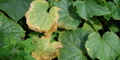 Zašto se listovi krastavca osuše?